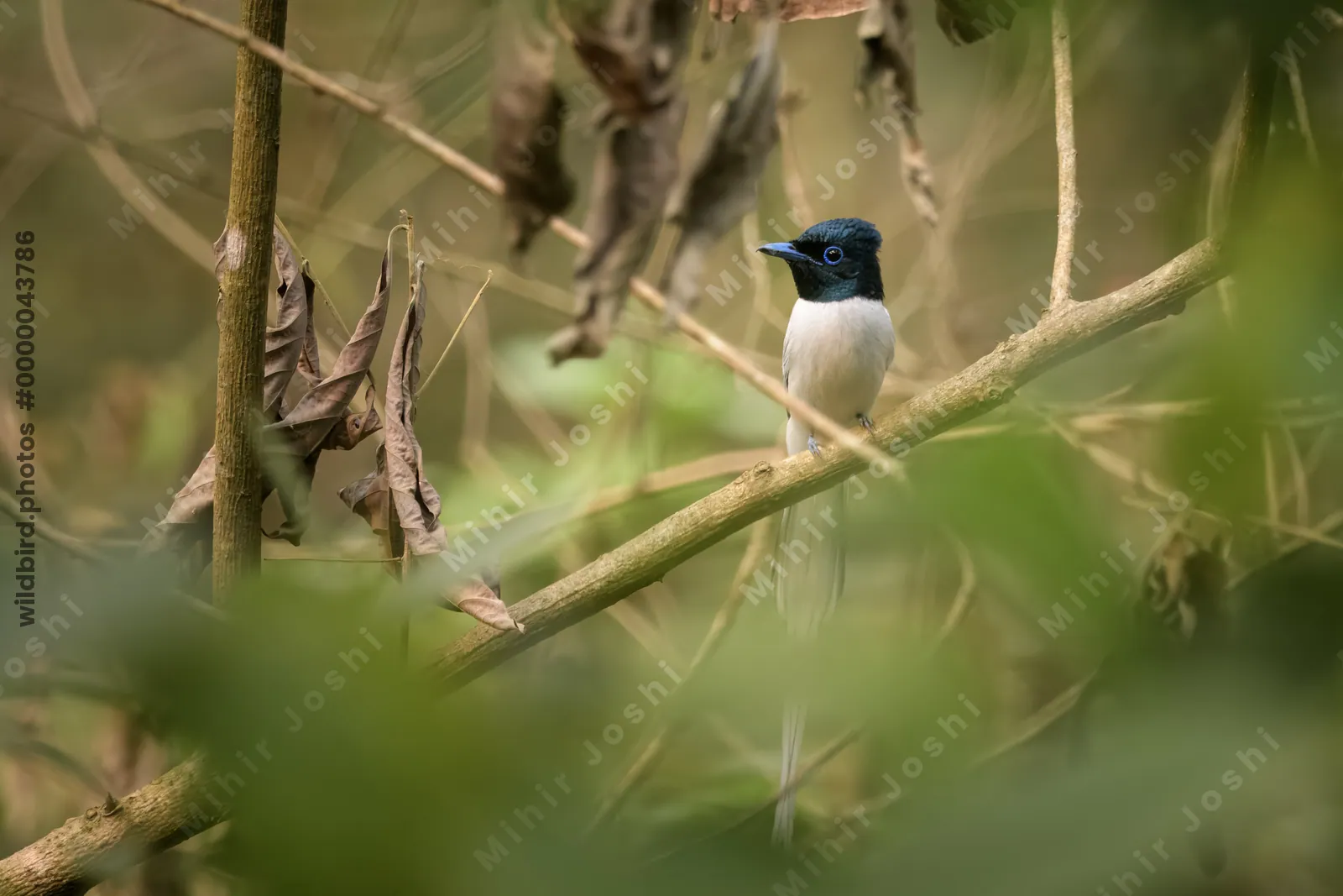 Blyth's Paradise Flycatcher (Terpsiphone affinis) perched on a branch in forest habitat of Manas National Park, Assam, India.
