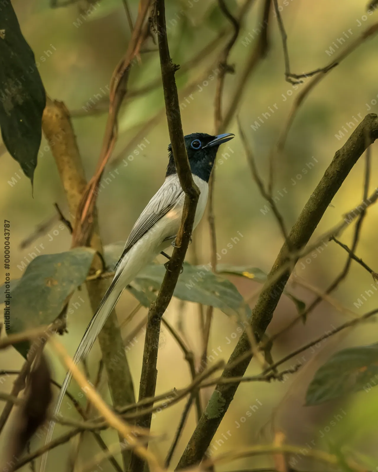 Blyth's Paradise Flycatcher (Terpsiphone affinis) perched on a branch in forest habitat of Manas National Park, Assam, India.
