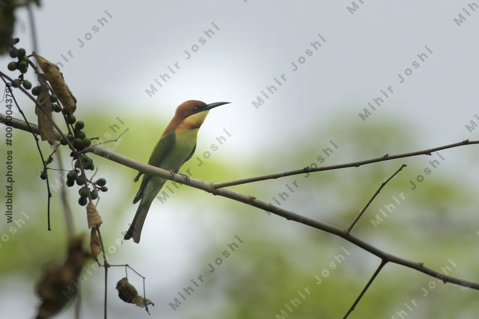 Chestnut-headed Bee-eater (Merops leschenaulti) perched on a tree branch in Manas National Park, Assam, India.