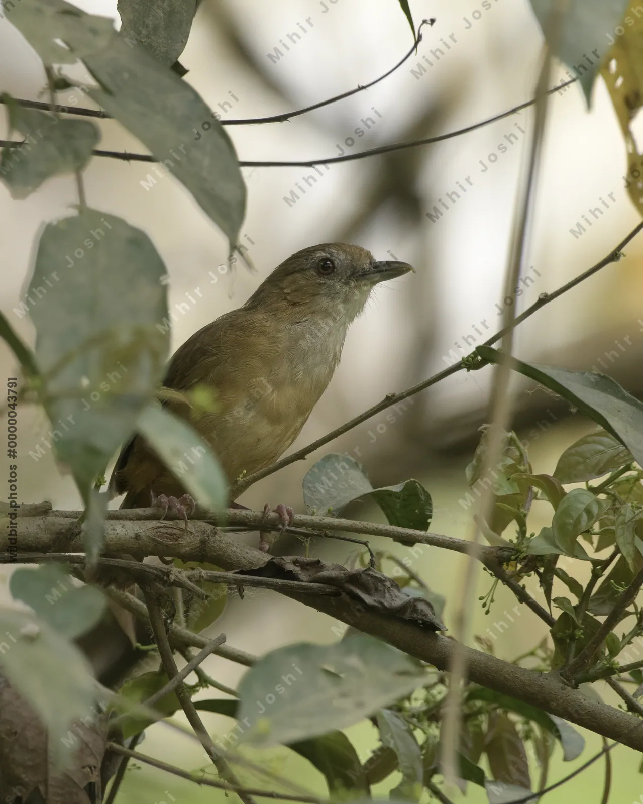 Abbott's Babbler (Malacocincla abbotti) perched among dense forest vegetation in Manas National Park, Assam, India.