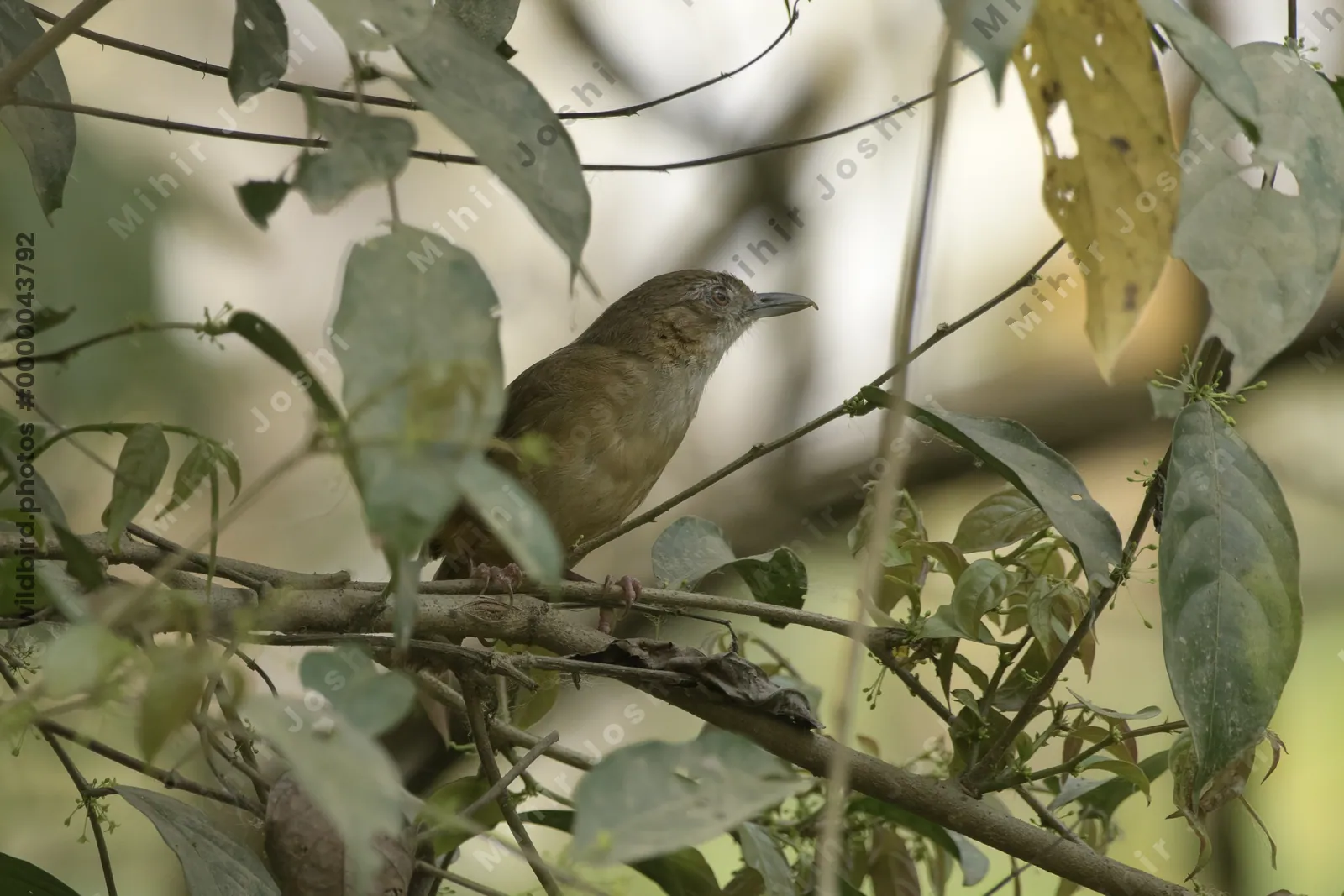 Abbott's Babbler (Malacocincla abbotti) perched among dense forest vegetation in Manas National Park, Assam, India.