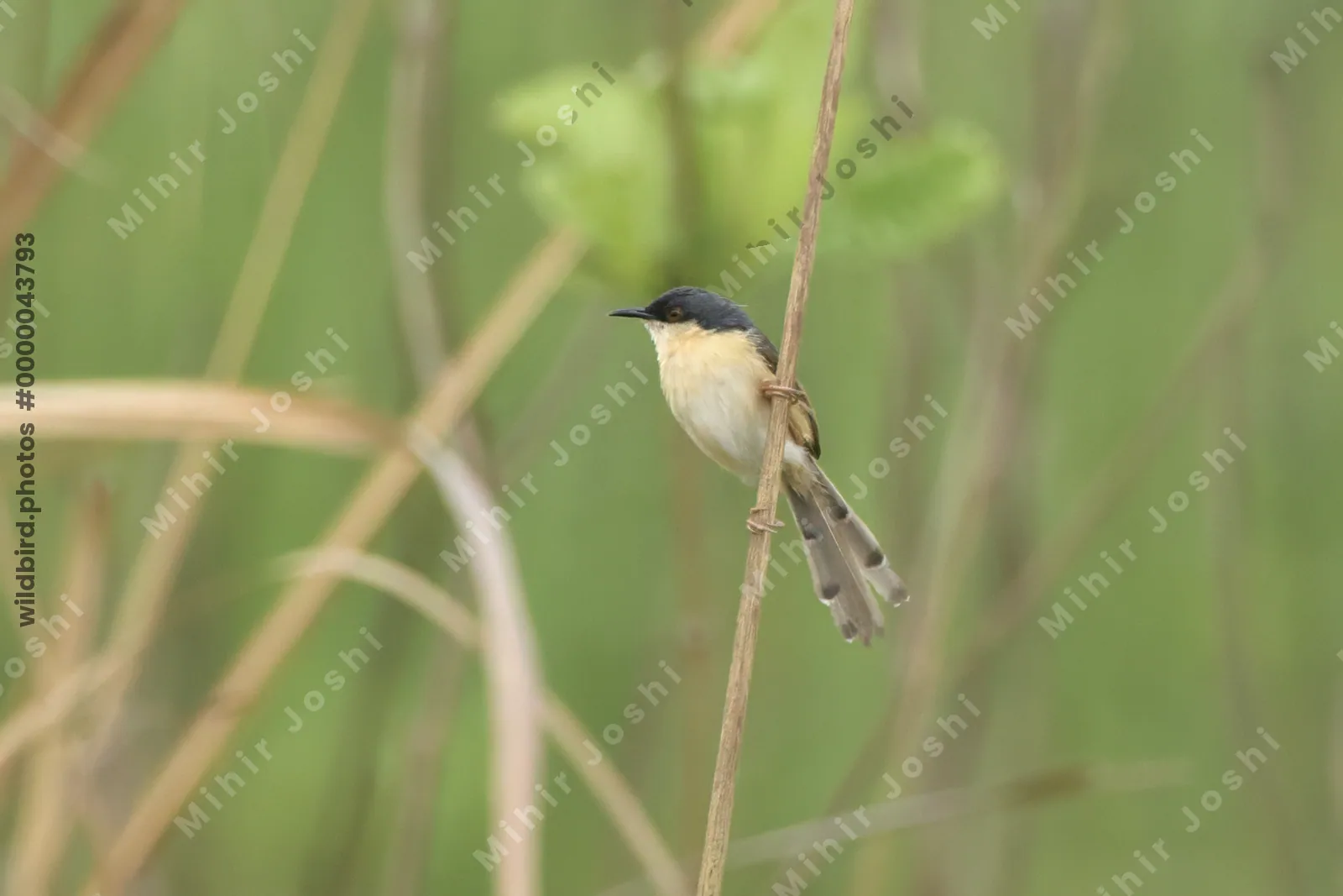 Ashy Prinia (Prinia socialis) perched on a grass stem in open grassland habitat in Manas National Park, Assam, India.
