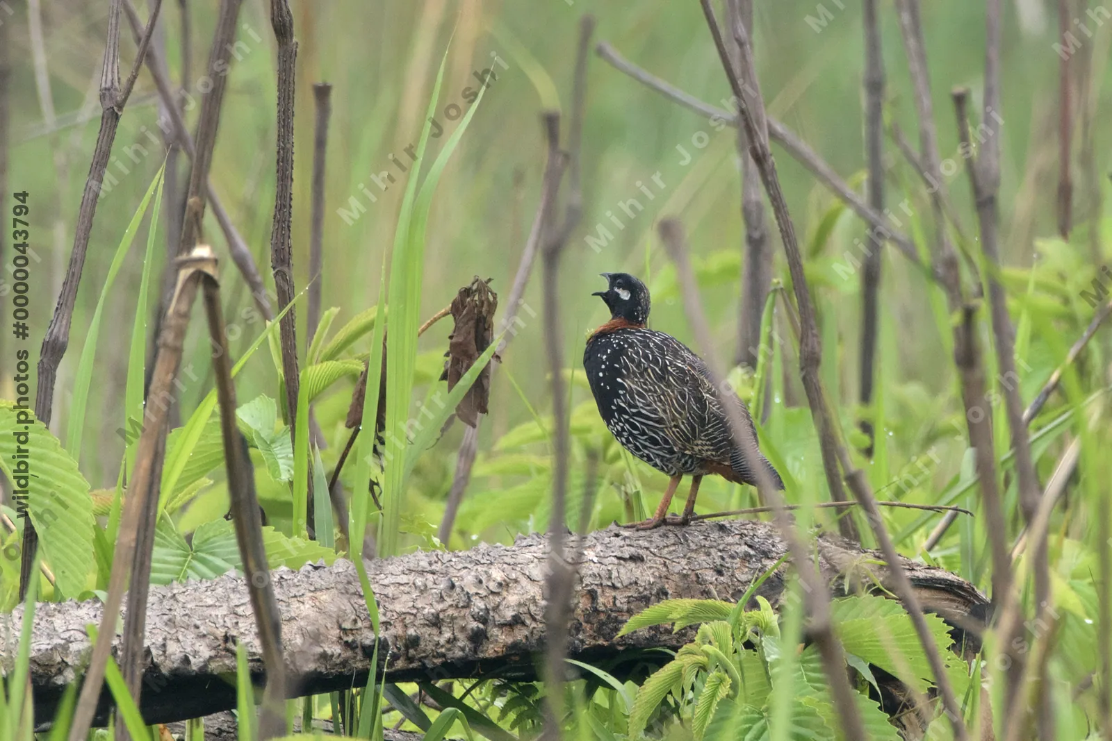 Black Francolin (Francolinus francolinus) standing on a fallen log in grassland habitat in Manas National Park, Assam, India.