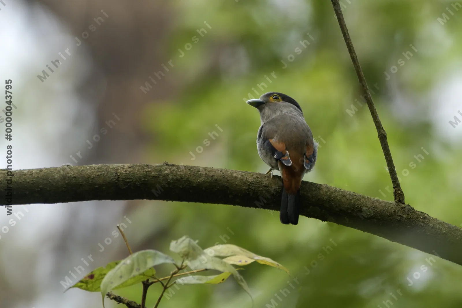 Grey-lored Broadbill (Serilophus rubropygius) perched on a branch in forest habitat of Manas National Park, Assam, India.