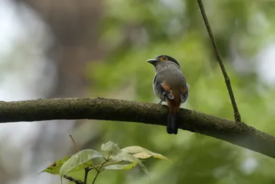 Grey-lored Broadbill (Serilophus rubropygius) perched on a branch in forest habitat of Manas National Park, Assam, India.