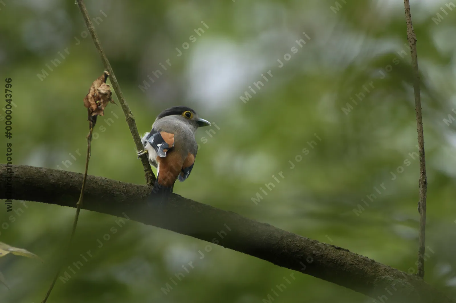 Grey-lored Broadbill (Serilophus rubropygius) perched on a branch in forest habitat of Manas National Park, Assam, India.