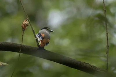 Grey-lored Broadbill (Serilophus rubropygius) perched on a branch in forest habitat of Manas National Park, Assam, India.