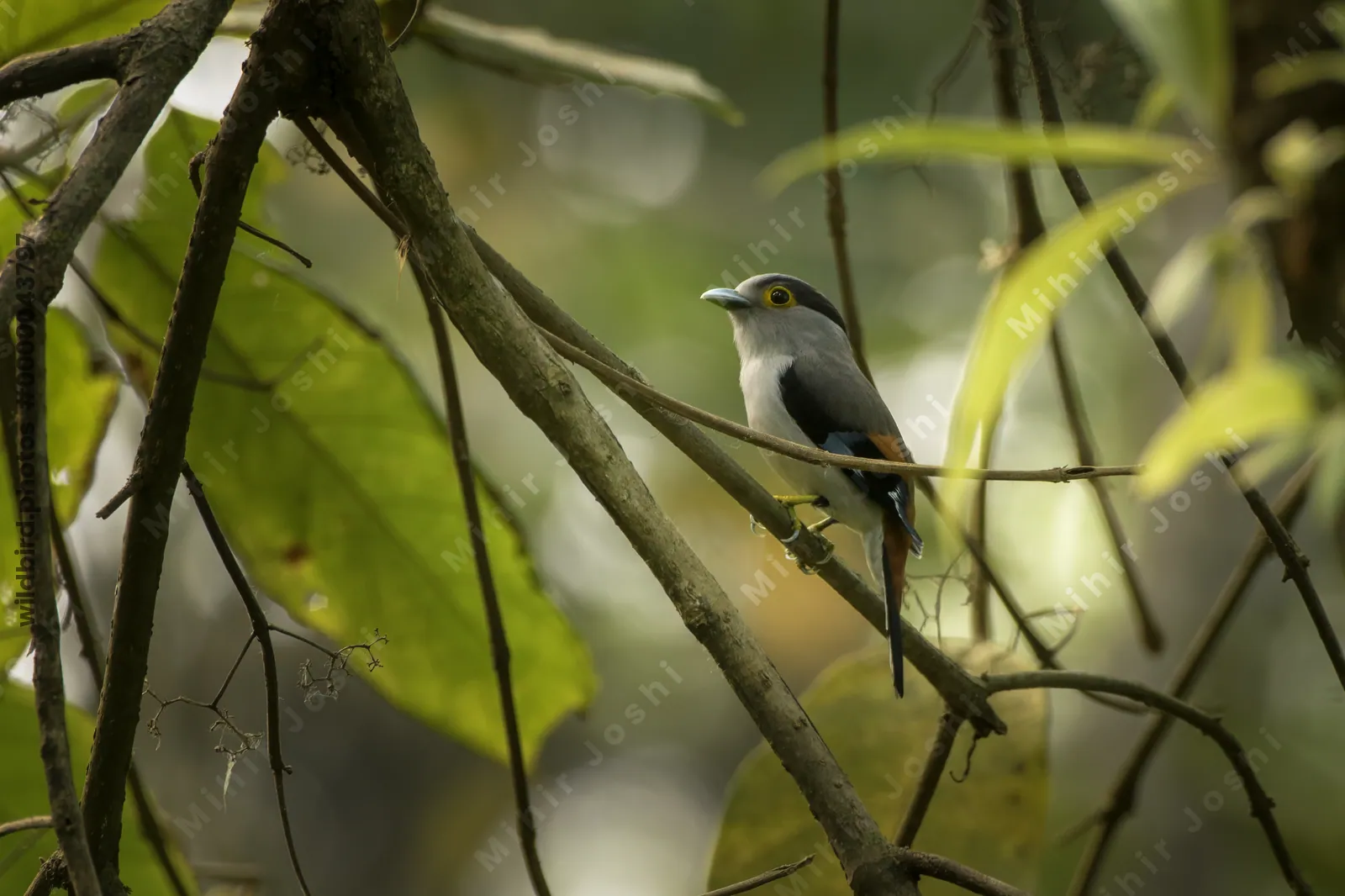 Grey-lored Broadbill (Serilophus rubropygius) perched on a branch in forest habitat of Manas National Park, Assam, India.