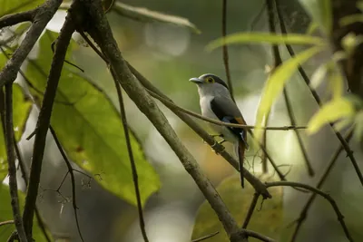 Grey-lored Broadbill (Serilophus rubropygius) perched on a branch in forest habitat of Manas National Park, Assam, India.