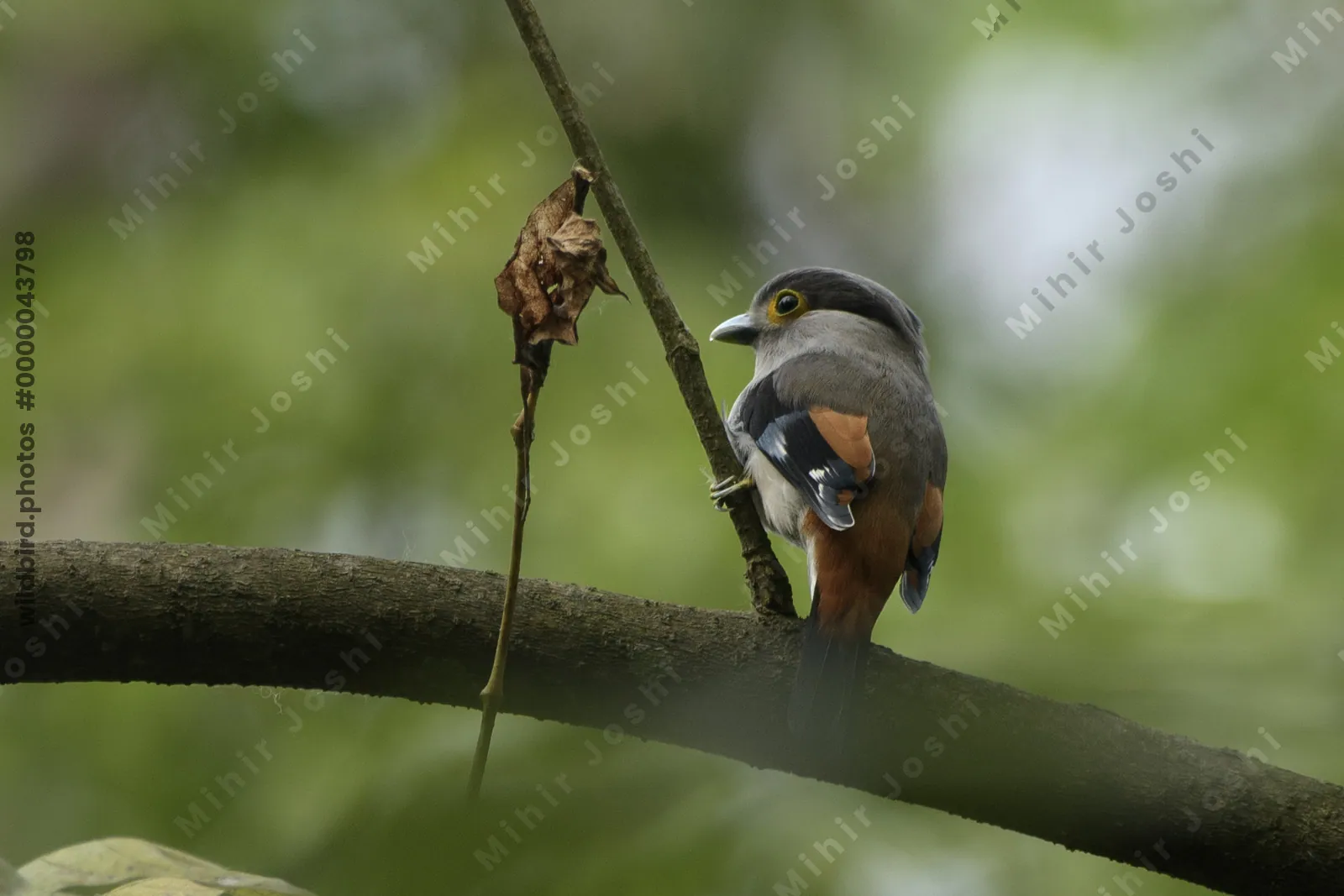 Grey-lored Broadbill (Serilophus rubropygius) perched on a branch in forest habitat of Manas National Park, Assam, India.