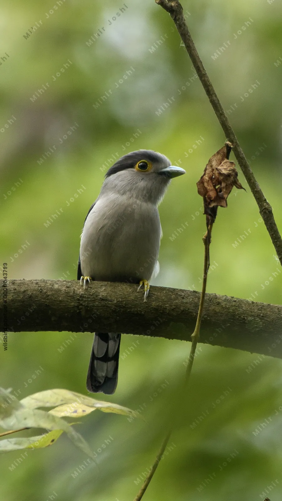 Grey-lored Broadbill (Serilophus rubropygius) perched on a branch in forest habitat of Manas National Park, Assam, India.