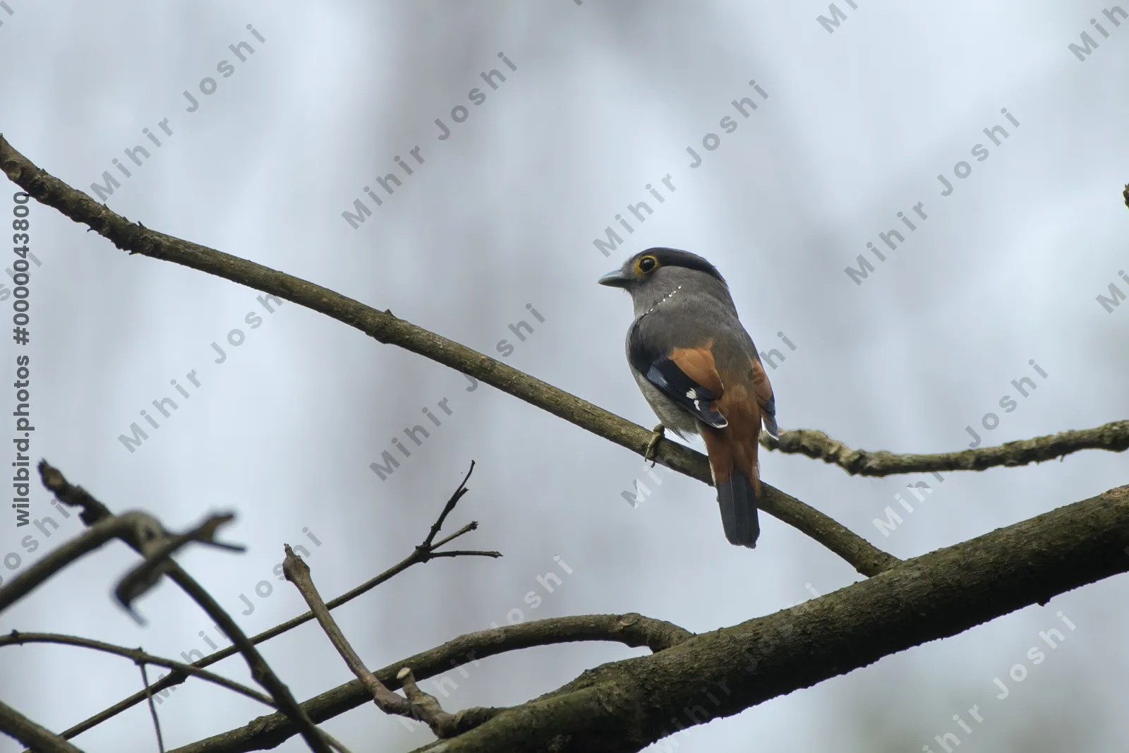 Grey-lored Broadbill (Serilophus rubropygius) perched on a branch in forest habitat of Manas National Park, Assam, India.