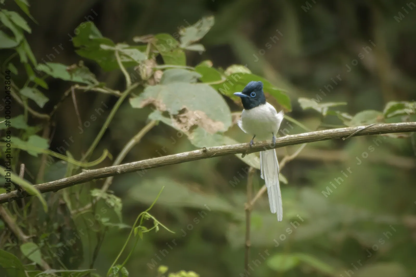 Blyth's Paradise Flycatcher (Terpsiphone affinis) perched on a branch in forest habitat of Manas National Park, Assam, India.