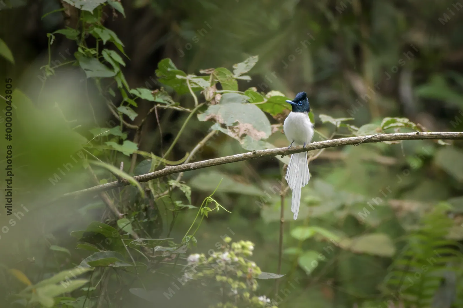 Blyth's Paradise Flycatcher (Terpsiphone affinis) perched on a branch in forest habitat of Manas National Park, Assam, India.