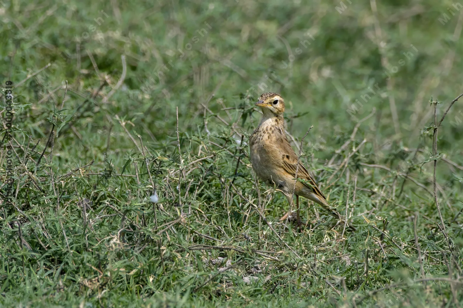A paddyfield pipit (Anthus rufulus) standing alert among dry grass and thorns in the open fields of Bhigwan, Maharashtra, India.