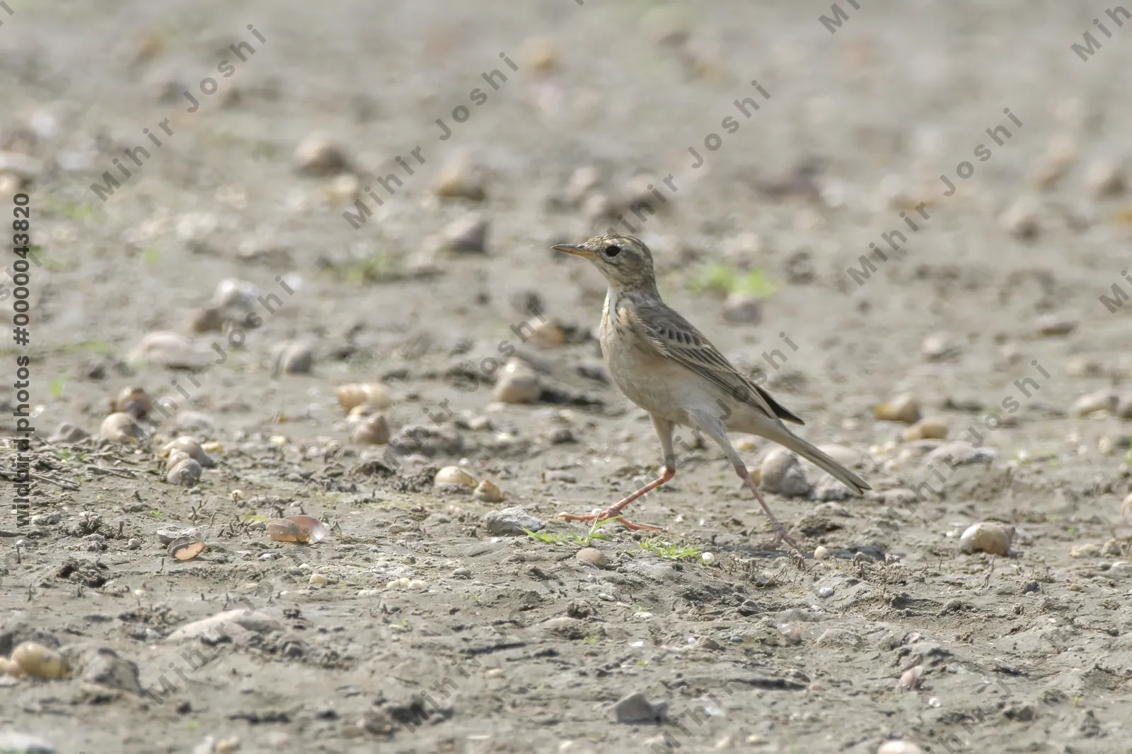 A paddyfield pipit (Anthus rufulus) walking on muddy ground near the wetlands of Bhigwan, Maharashtra, India.