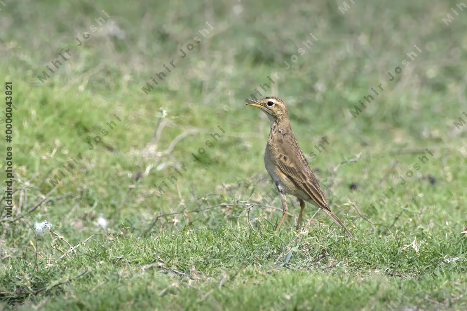 A paddyfield pipit (Anthus rufulus) standing alert on green grass in the wetlands of Bhigwan, Maharashtra, India.