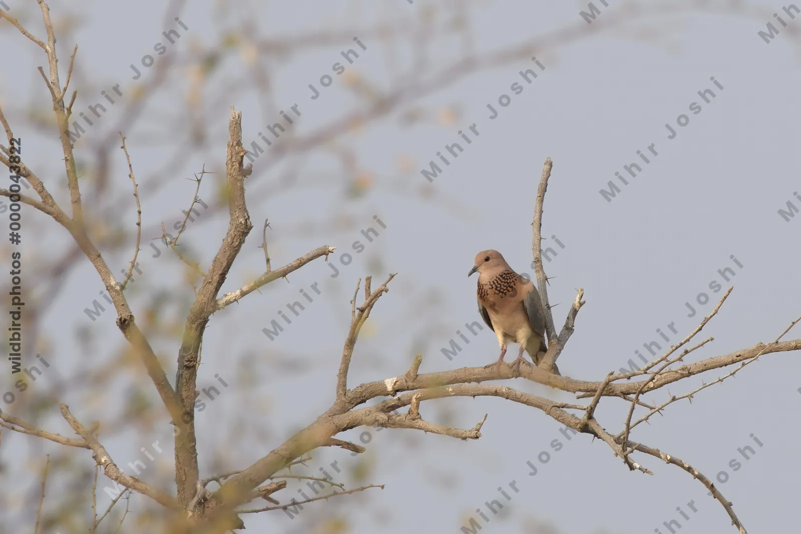 A laughing dove (Spilopelia senegalensis) perched on a thorny tree branch in the dry landscape of Bhigwan, Maharashtra, India.