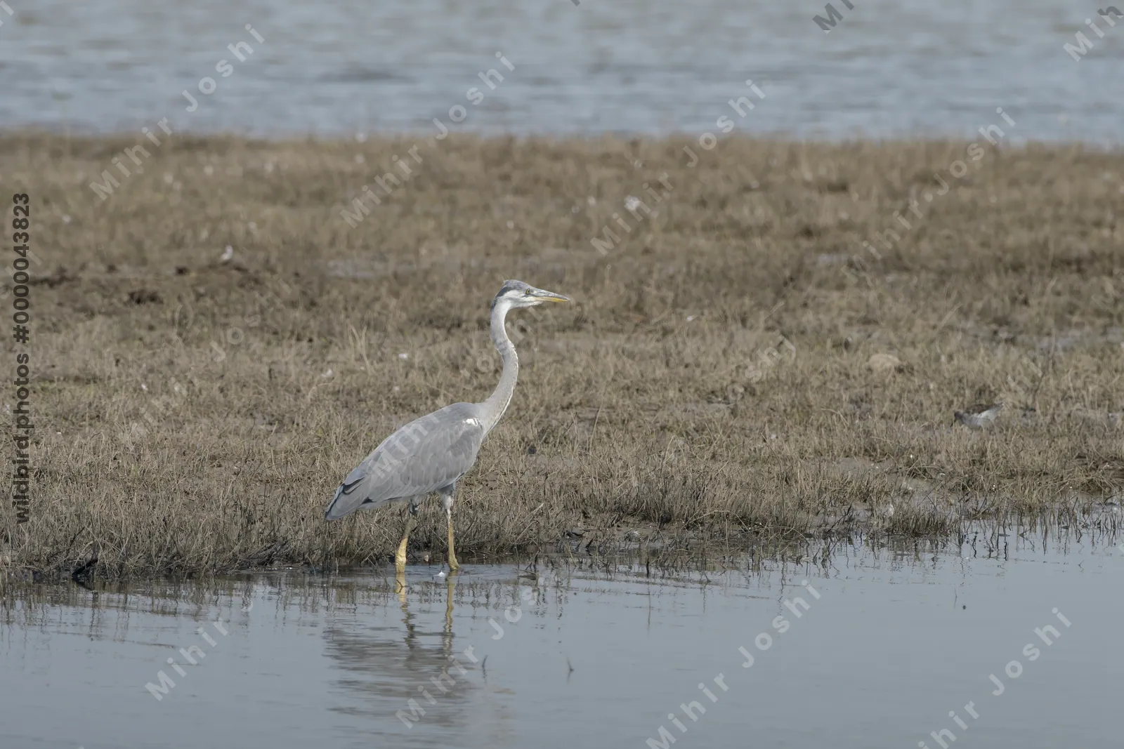 A grey heron (Ardea cinerea) standing in shallow water at the wetland area of Bhigwan, Maharashtra, India.