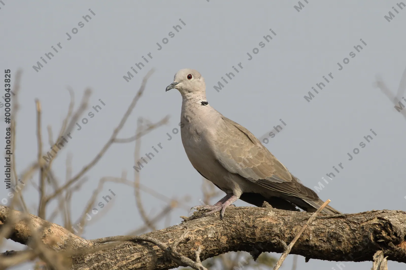 A Eurasian collared dove (Streptopelia decaocto) perched on a tree branch in the dry landscape of Bhigwan, Maharashtra, India.