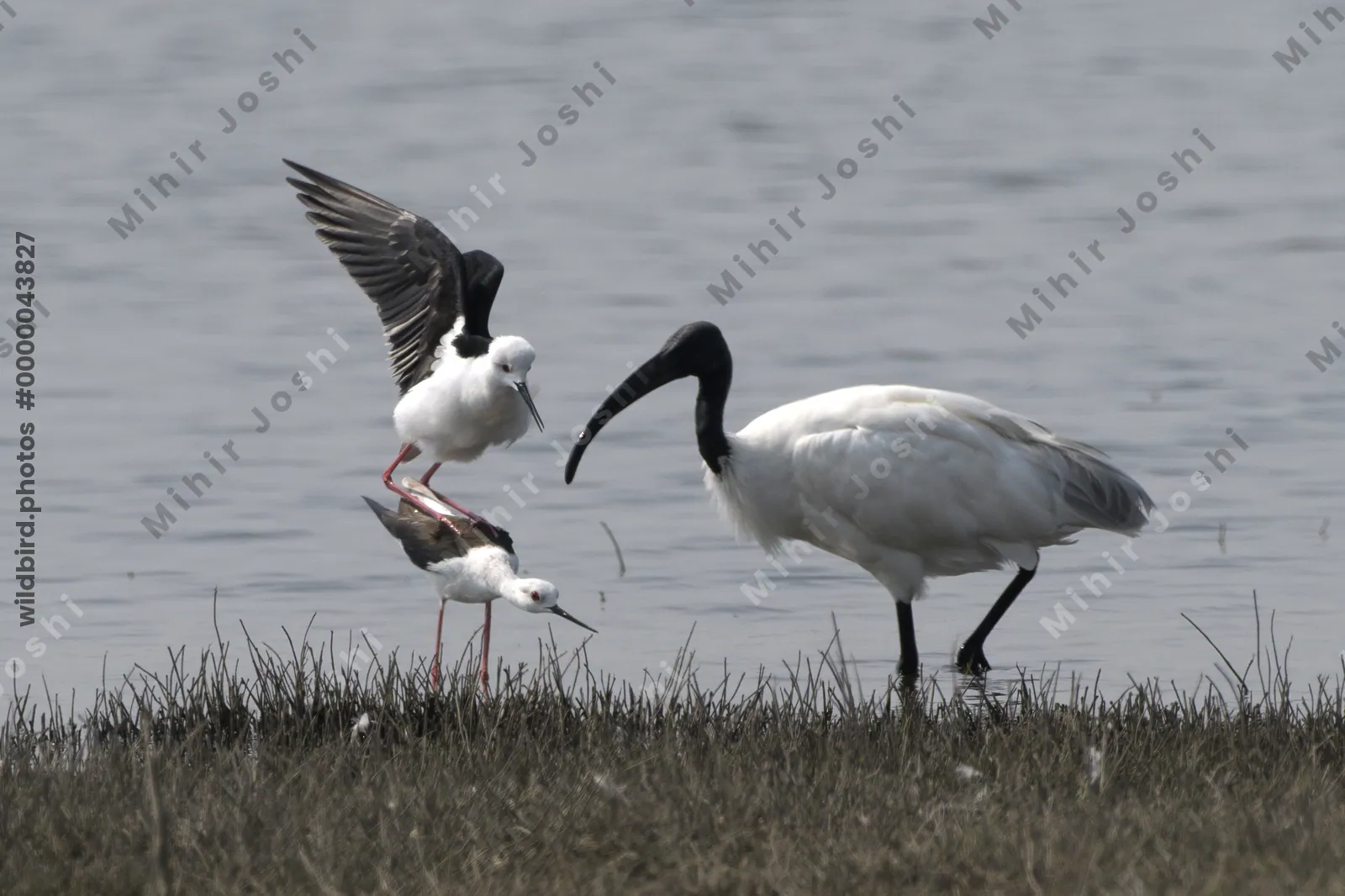 A pair of black-winged stilts (Himantopus himantopus) mating beside a black-headed ibis (Threskiornis melanocephalus) at Bhigwan, Maharashtra, India.
