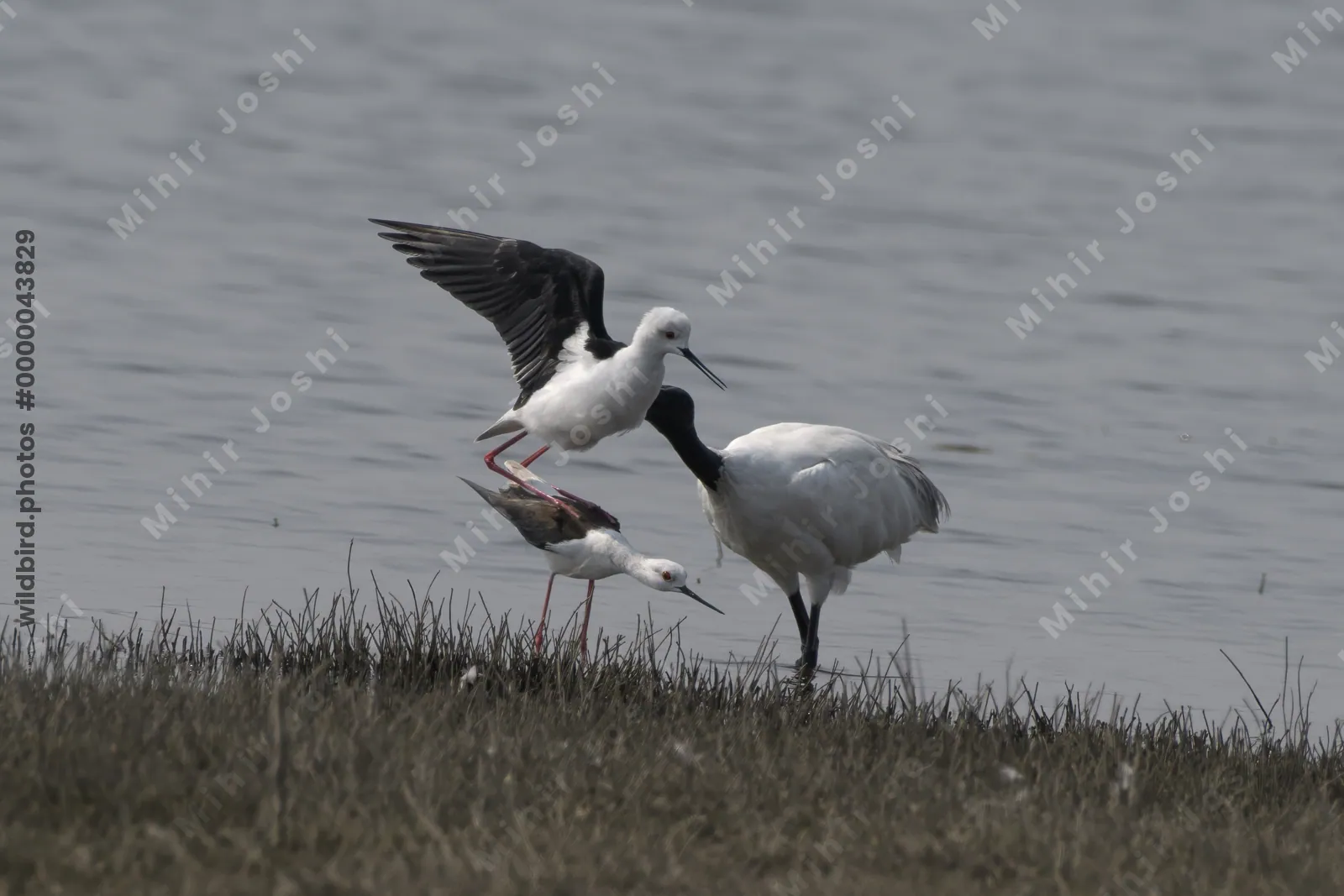 A pair of black-winged stilts (Himantopus himantopus) mating beside a black-headed ibis (Threskiornis melanocephalus) at Bhigwan, Maharashtra, India.