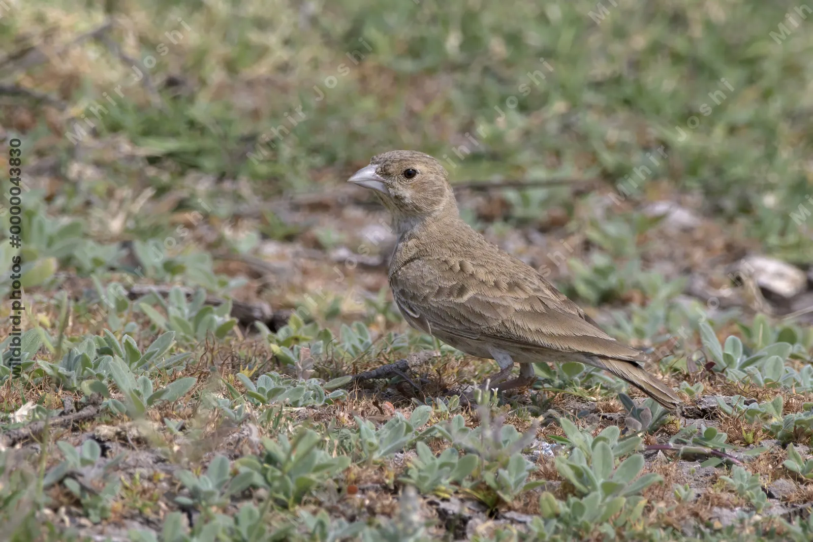 An ashy-crowned sparrow lark (Eremopterix griseus) searching for food on grassy ground at Bhigwan, Maharashtra, India.