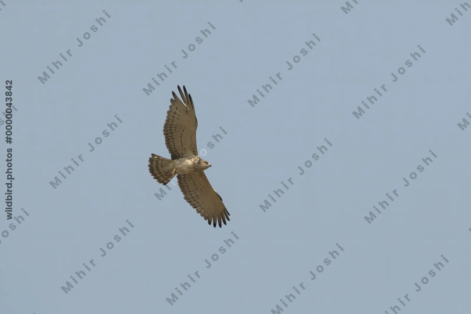 A short-toed snake eagle (Circaetus gallicus) soaring gracefully in the clear blue sky above Bhigwan, Maharashtra, India.