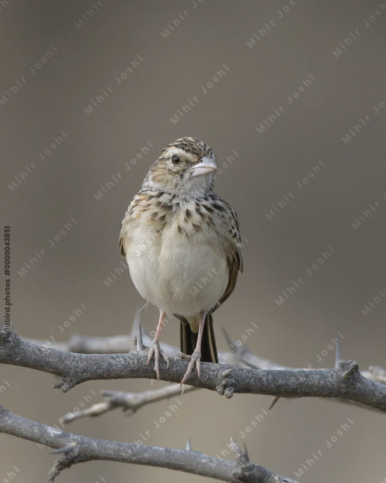 Indian Bushlark (Mirafra erythroptera) perched on a thorny branch in Bhigwan, Maharashtra - a dry grassland bird species of India.