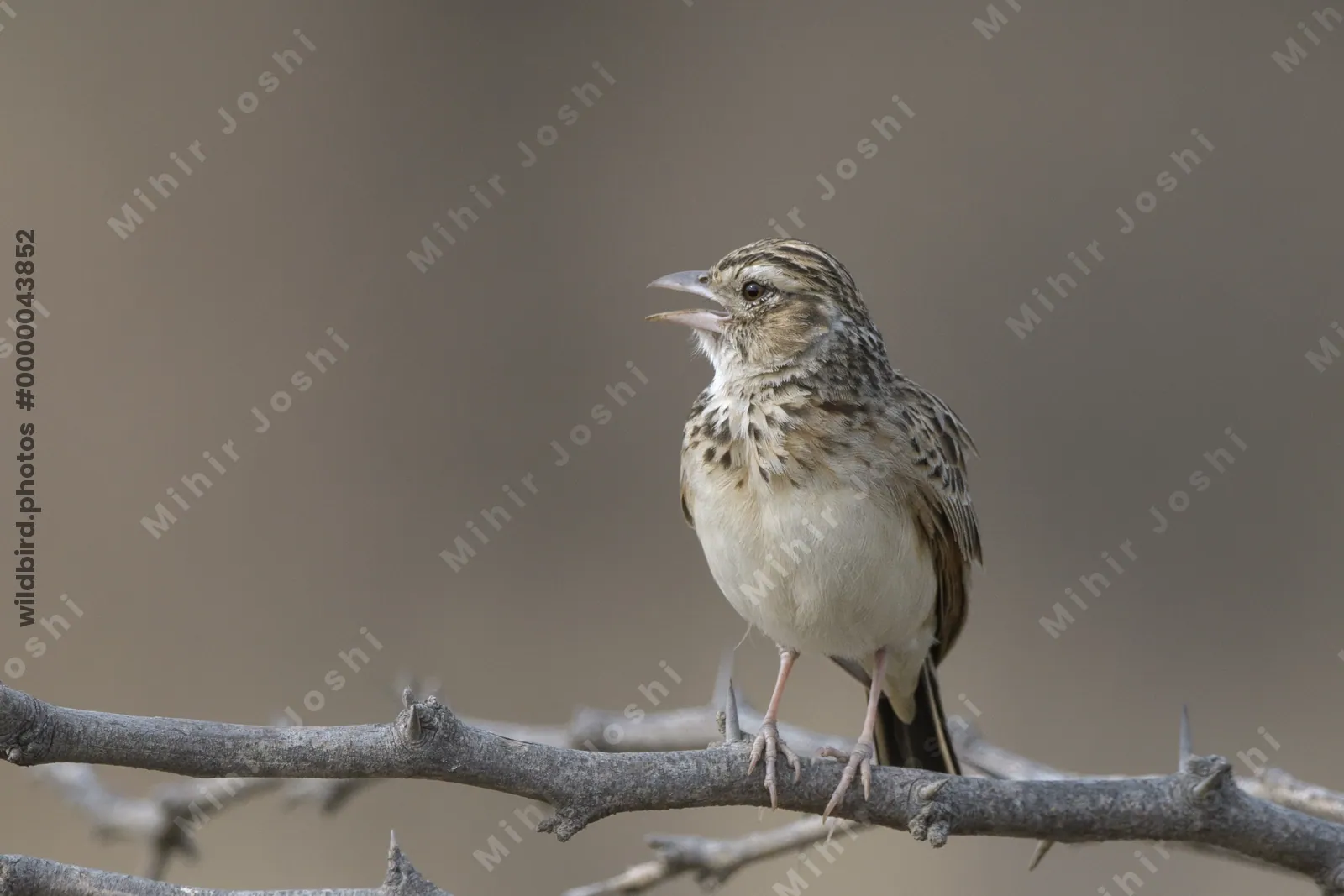 Indian Bushlark (Mirafra erythroptera) perched on a thorny branch in Bhigwan, Maharashtra - a dry grassland bird species of India.