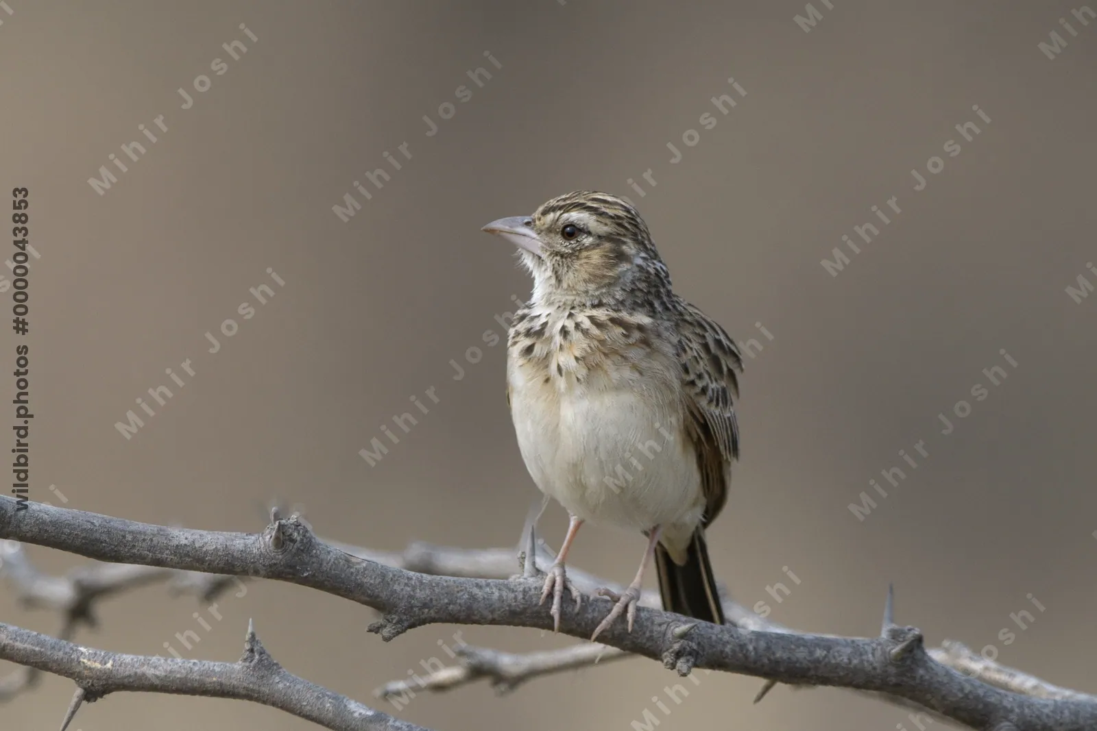 Indian Bushlark (Mirafra erythroptera) perched on a thorny branch in Bhigwan, Maharashtra - a dry grassland bird species of India.
