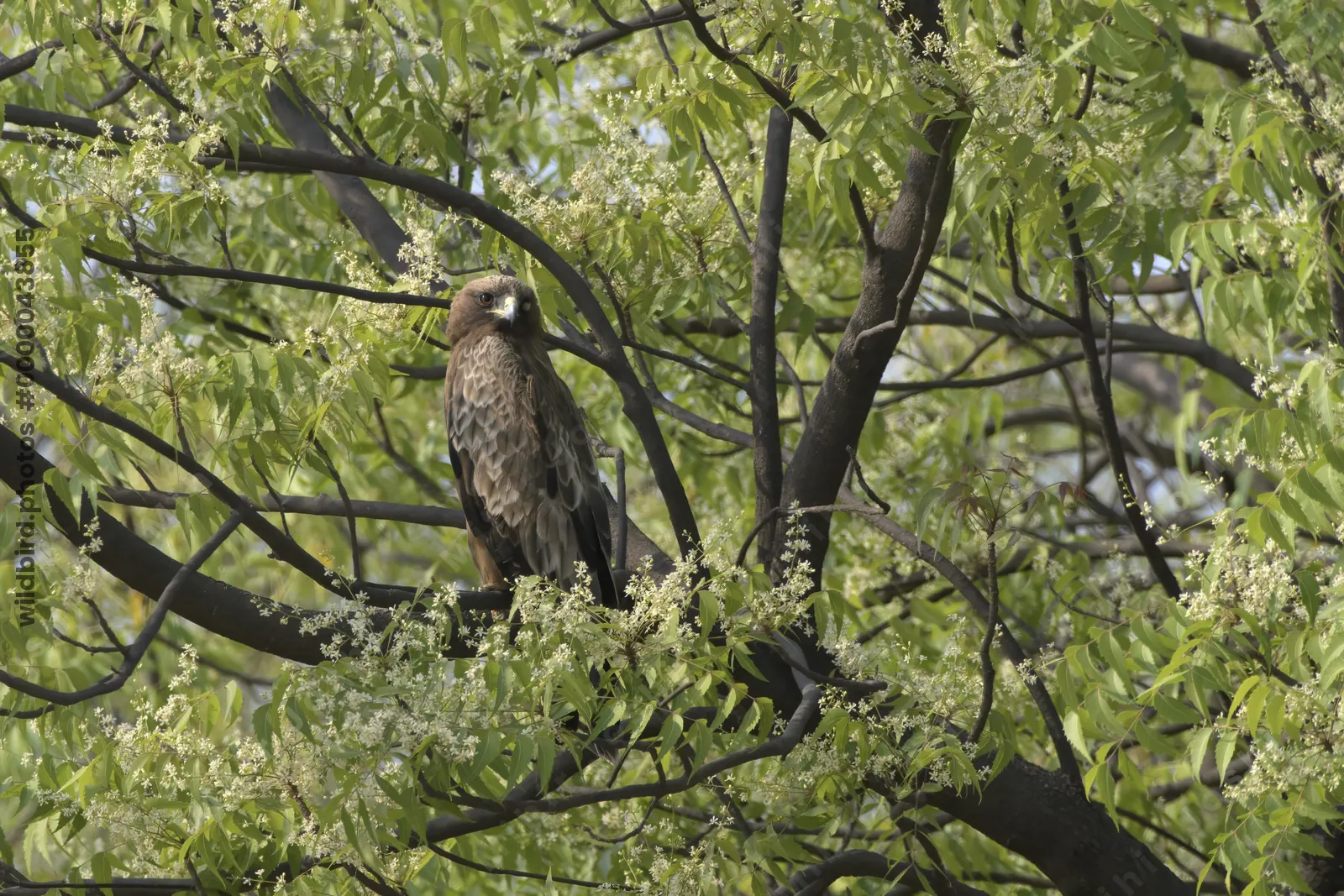 A booted eagle (Hieraaetus pennatus) resting on a flowering neem tree branch in the grasslands of Bhigwan, Maharashtra, India.
