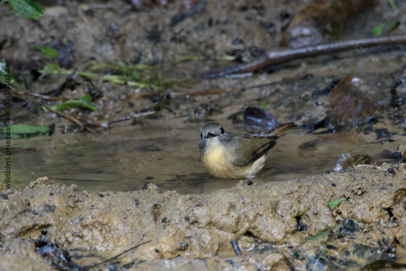 pale-chinned flycatcher (Cyornis poliogenys) seen at Dosdewa in Karimganj, Assam, India