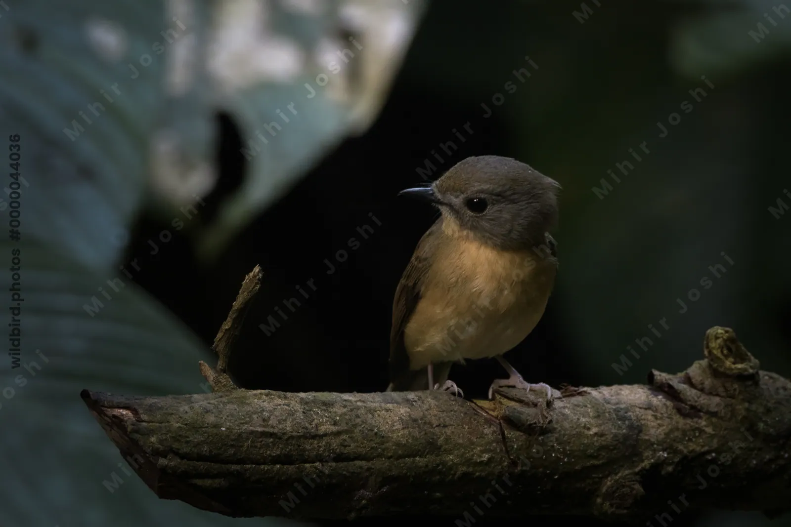 pale-chinned flycatcher (Cyornis poliogenys) seen at Dosdewa in Karimganj, Assam, India