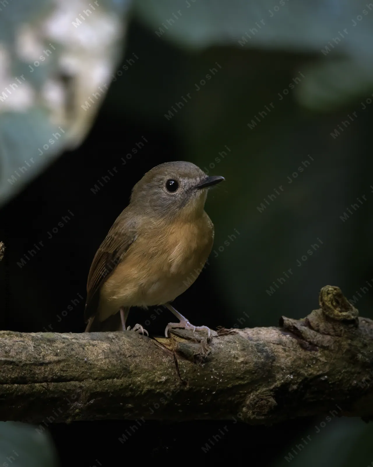 pale-chinned flycatcher (Cyornis poliogenys) seen at Dosdewa in Karimganj, Assam, India