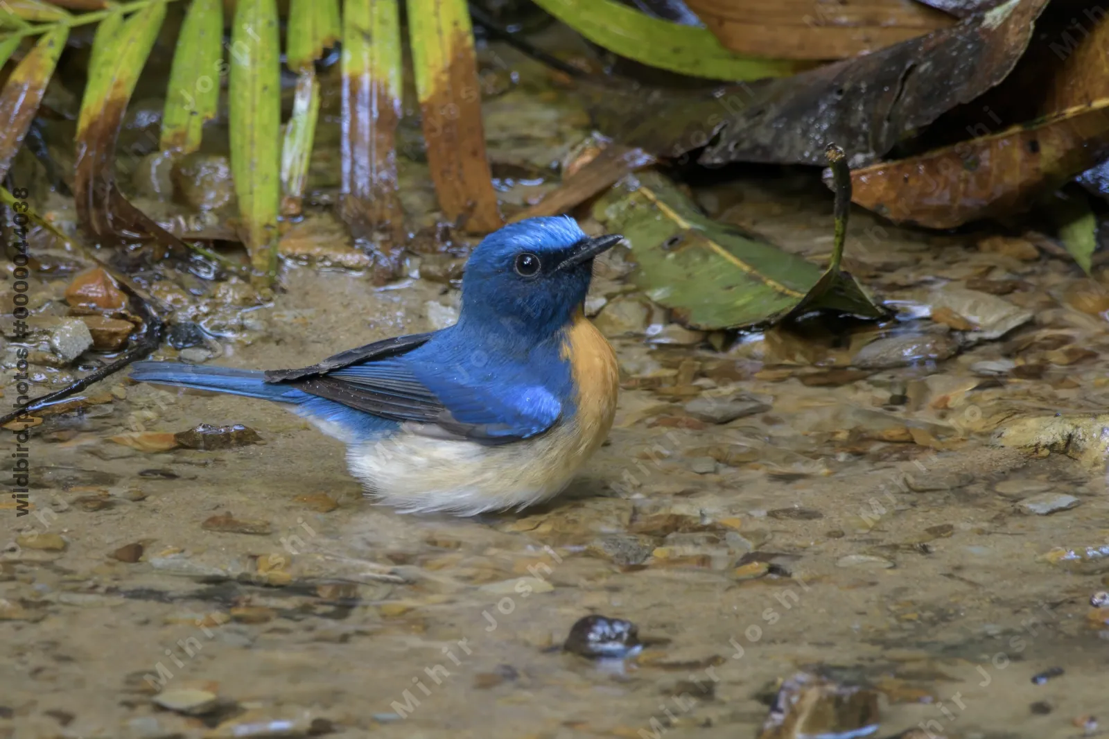blue-throated blue flycatcher (Cyornis rubeculoides) at Dosdewa, Karimganj, Assam, India