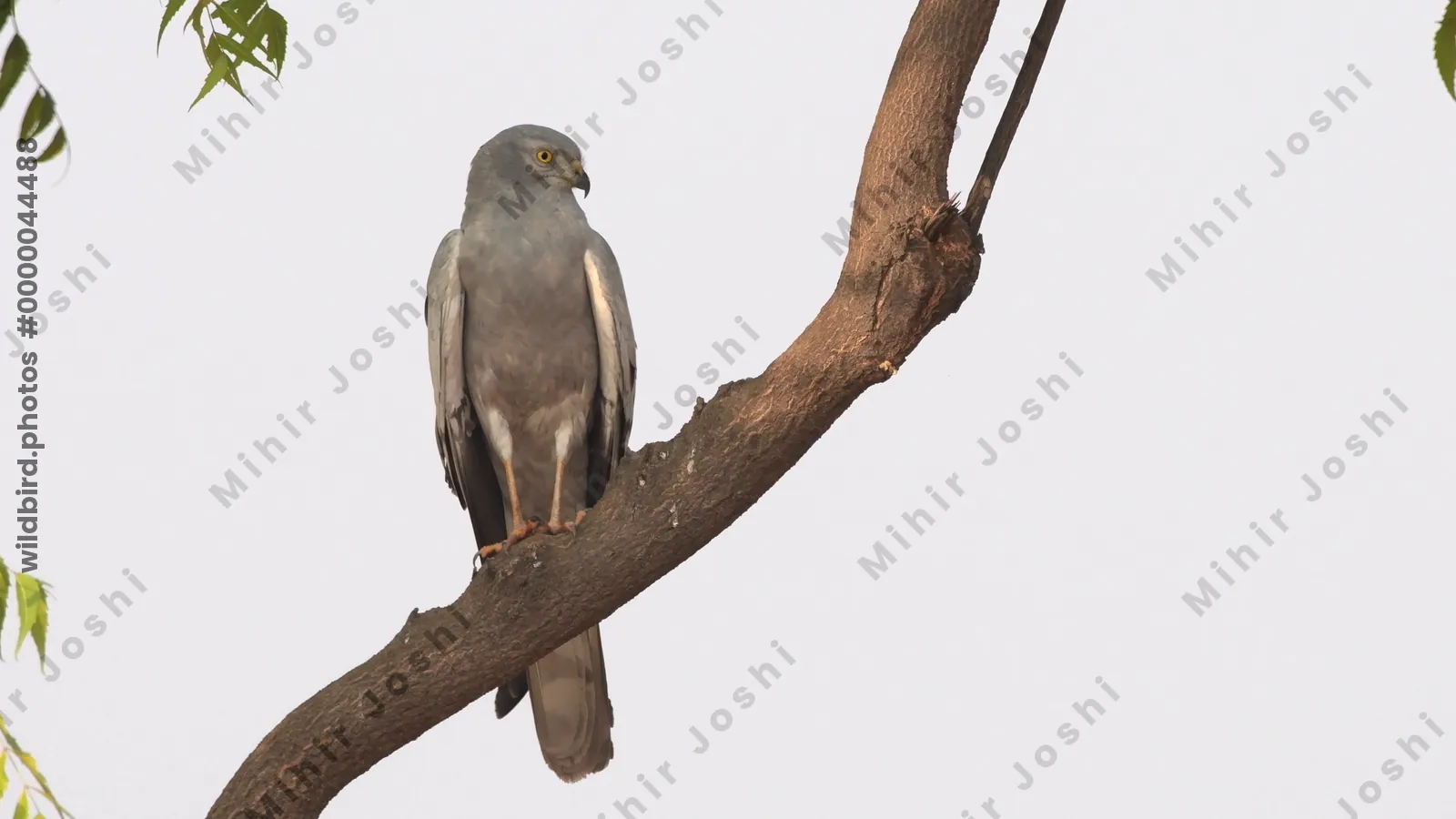 Montagus Harrier (Circus pygargus) perched on a branch at Bhigwan, Maharashtra - graceful migratory raptor found across Indian grasslands.