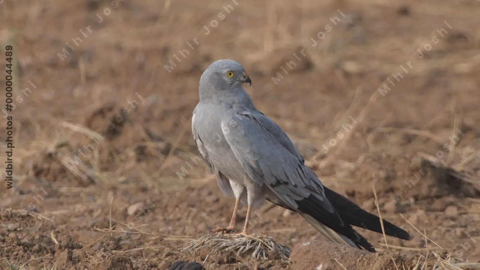 Montagus Harrier (Circus pygargus) on the ground in dry grasslands of Bhigwan, Maharashtra - elegant migratory raptor of Indian plains.
