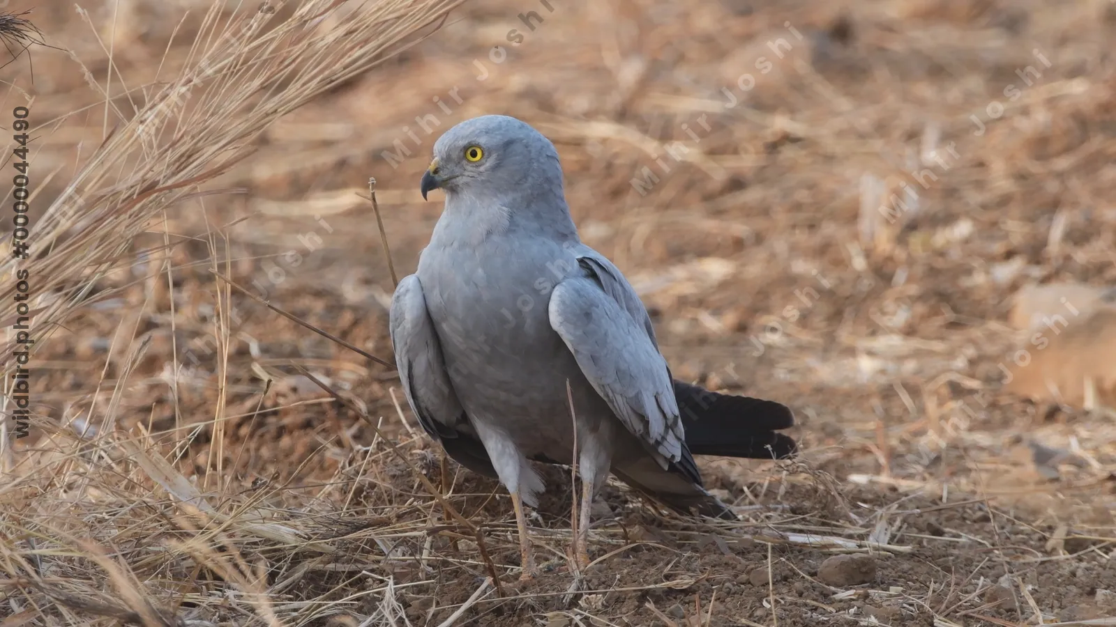 Montagus Harrier (Circus pygargus) on the ground in dry grasslands of Bhigwan, Maharashtra - elegant migratory raptor of Indian plains.