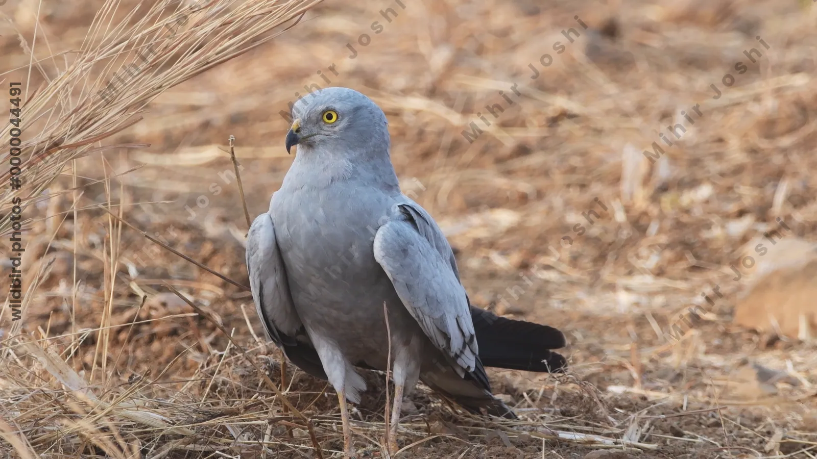 Montagus Harrier (Circus pygargus) on the ground in dry grasslands of Bhigwan, Maharashtra - elegant migratory raptor of Indian plains.