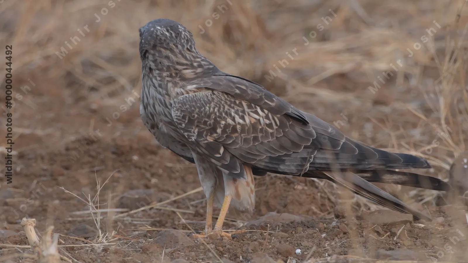 Female Montagus Harrier (Circus pygargus) on the ground in dry grasslands of Bhigwan, Maharashtra - elegant migratory raptor of Indian plains.