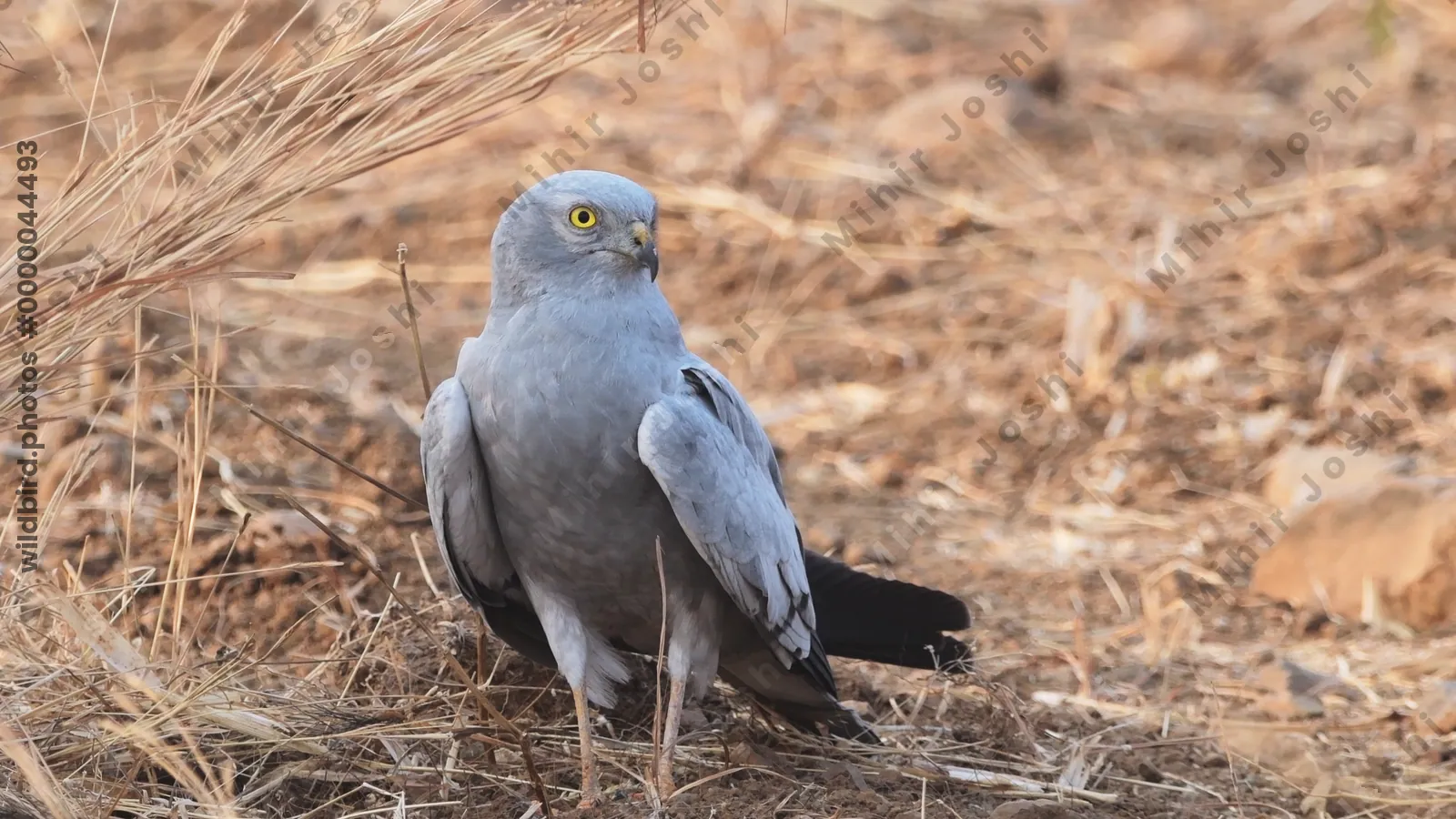 Montagus Harrier (Circus pygargus) on the ground in dry grasslands of Bhigwan, Maharashtra - elegant migratory raptor of Indian plains.
