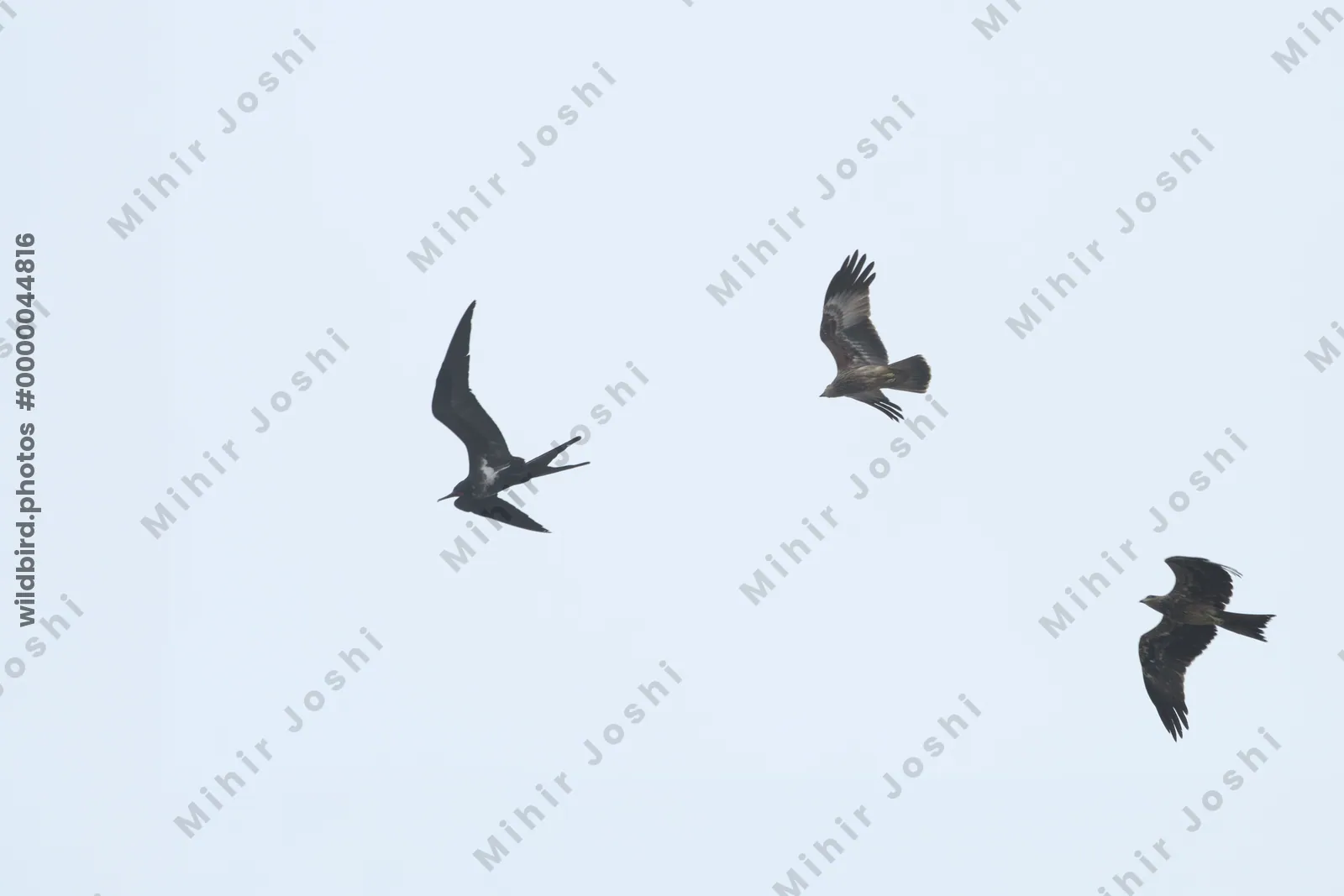 Black Kites mobbing a Lesser Frigatebird in flight over the Arabian Sea near Sassoon Docks in Mumbai, Maharashtra, India.