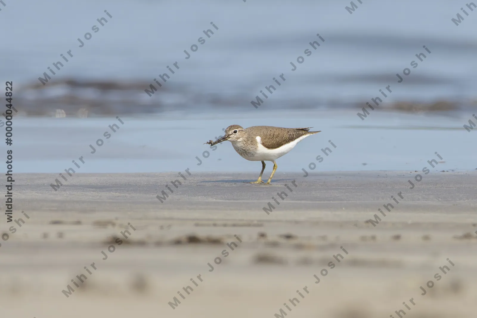 Common Sandpiper carrying a small crab while foraging along the shoreline at Saaral beach near Alibag, Maharashtra, India.