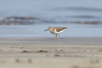 Common Sandpiper carrying a small crab while foraging along the shoreline at Saaral beach near Alibag, Maharashtra, India.