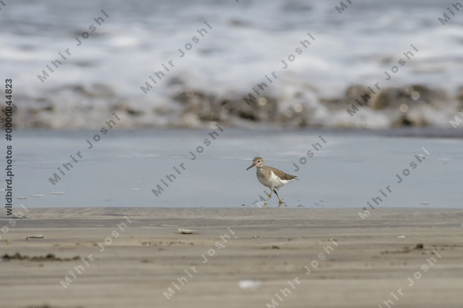 Common Sandpiper foraging along the shoreline at Saaral beach near Alibag, Maharashtra, India.