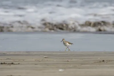 Common Sandpiper foraging along the shoreline at Saaral beach near Alibag, Maharashtra, India.
