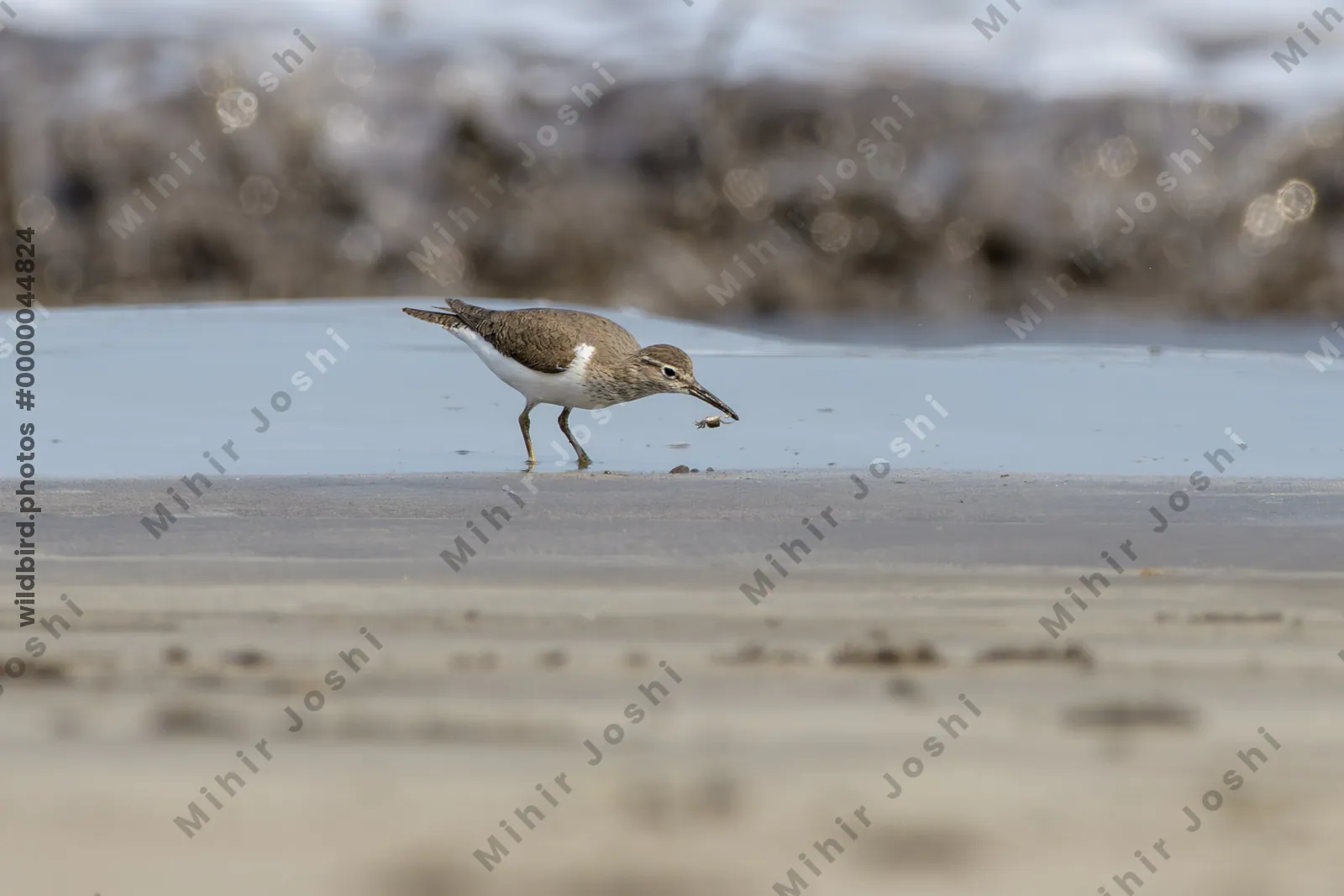 Common Sandpiper carrying a small crab while foraging along the shoreline at Saaral beach near Alibag, Maharashtra, India.