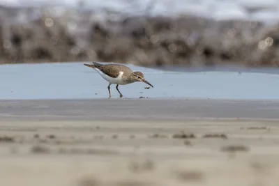 Common Sandpiper carrying a small crab while foraging along the shoreline at Saaral beach near Alibag, Maharashtra, India.