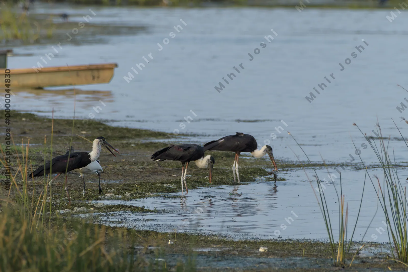 Woolly-necked Storks (Ciconia episcopus) foraging in shallow wetland habitat at Nalsarovar Bird Sanctuary, Gujarat, India.